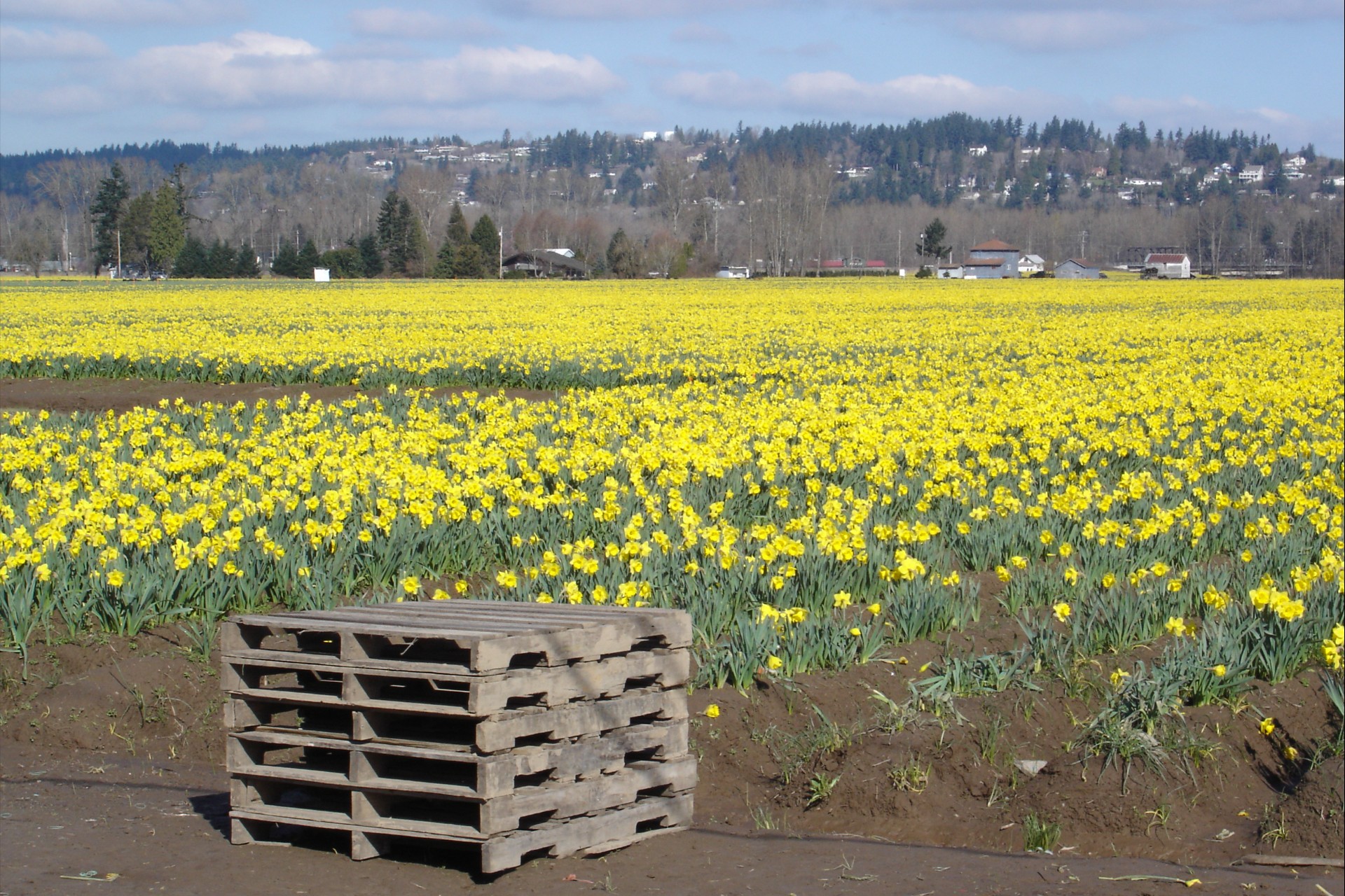 Puyallup Car Accidents 2 Puyallup Daffodils1 panoramio 1